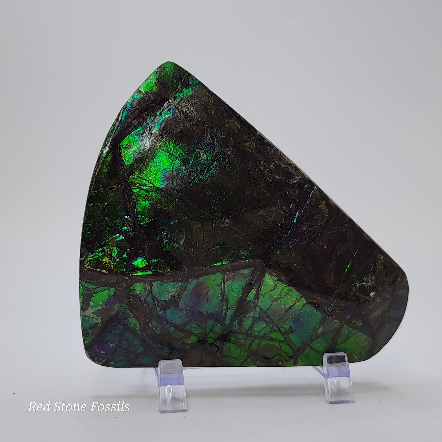 Astonishing Blue-Green Ammolite