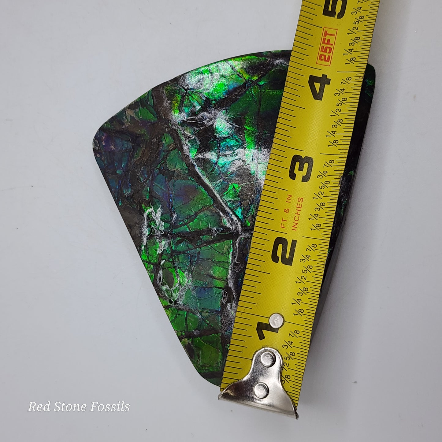 Astonishing Blue-Green Ammolite