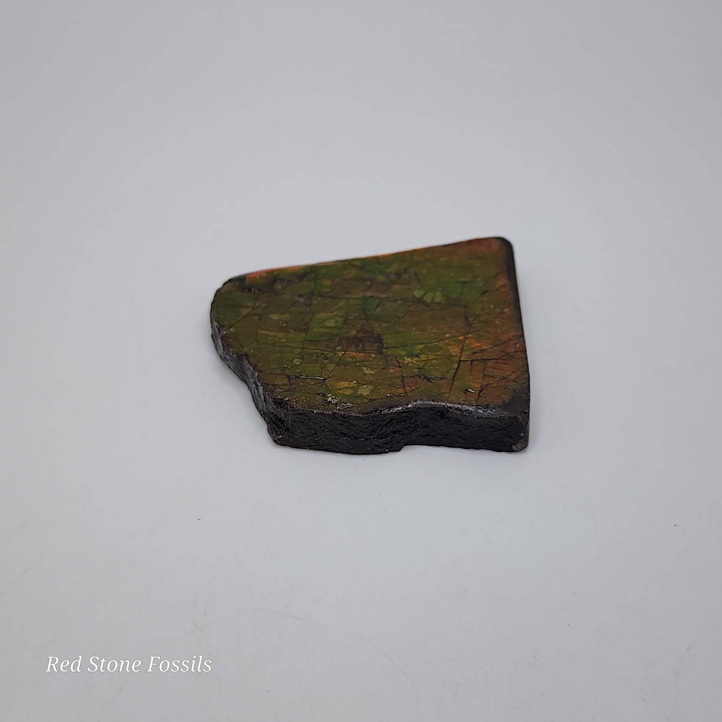 Fiery Orange Ammolite