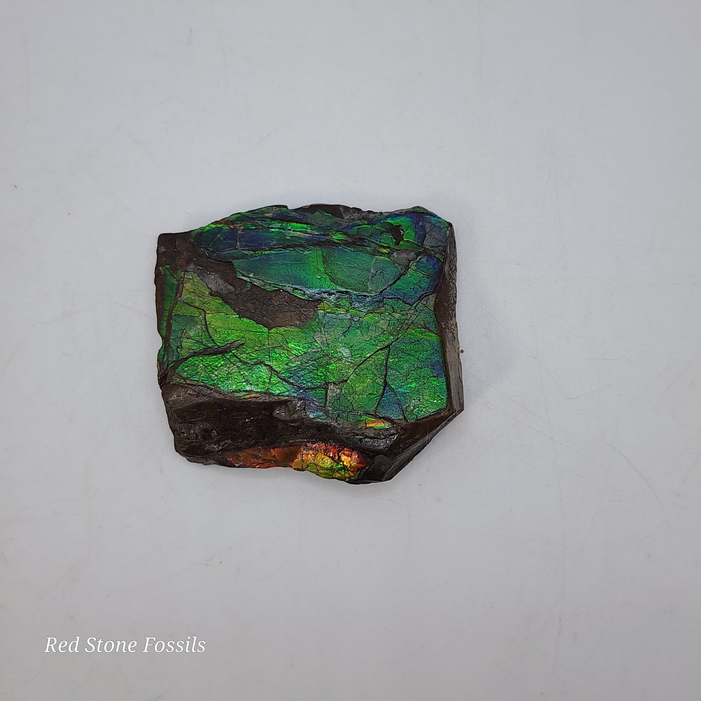 Rare Ammolite Specimen