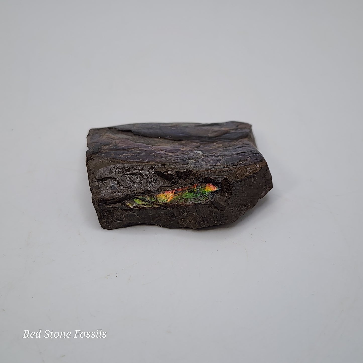 Rare Ammolite Specimen