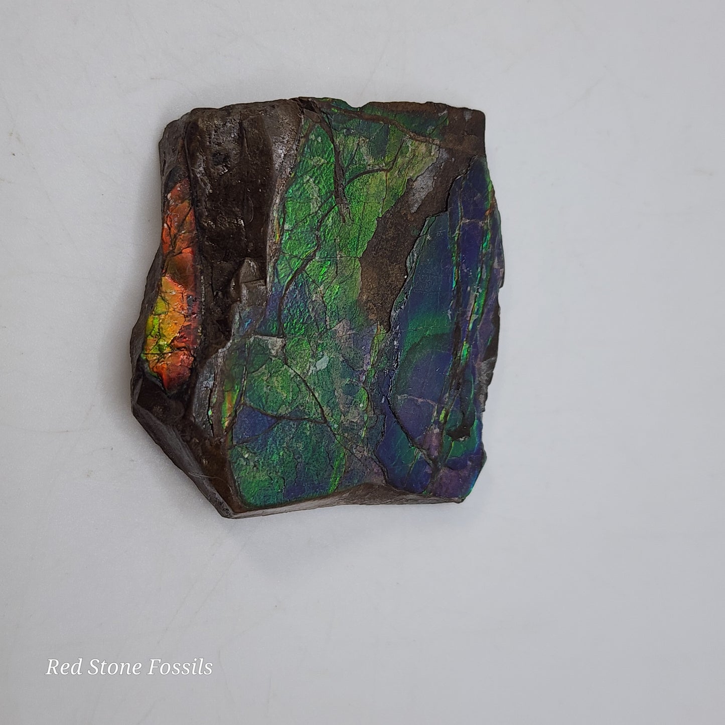 Rare Ammolite Specimen