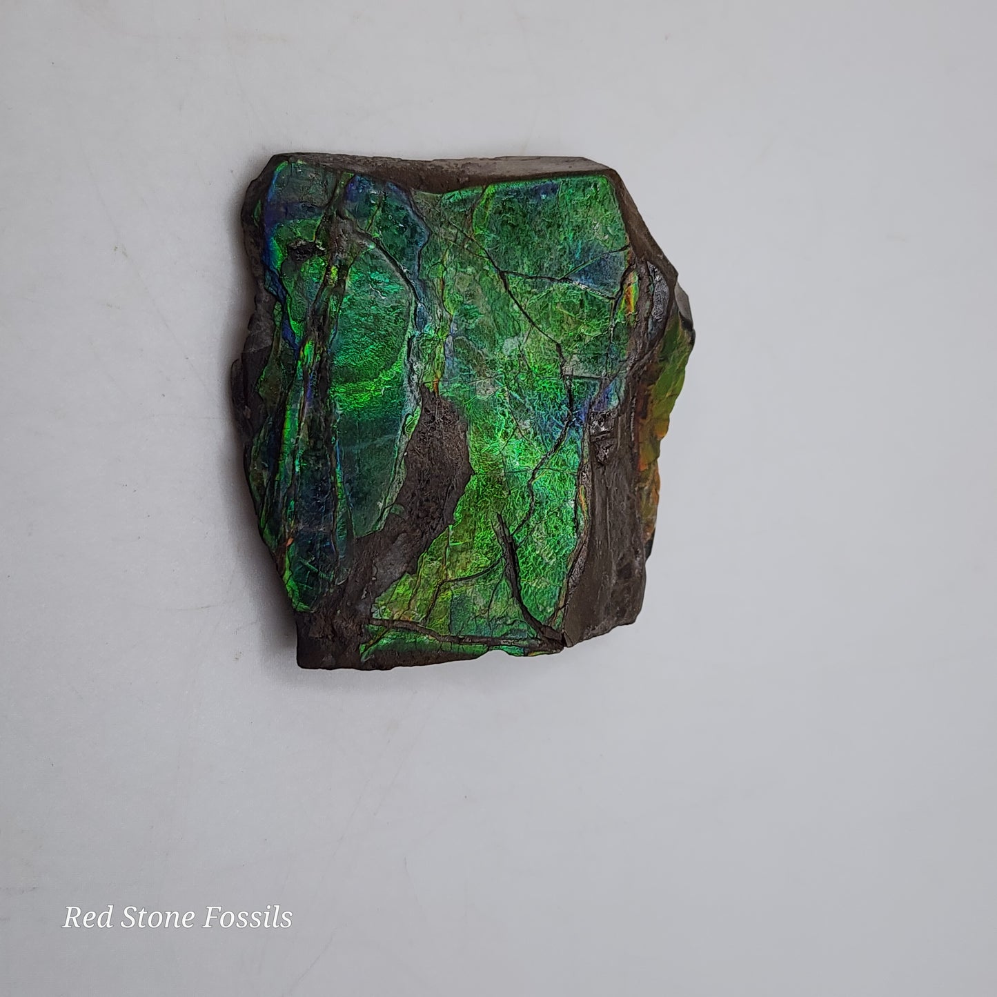 Rare Ammolite Specimen