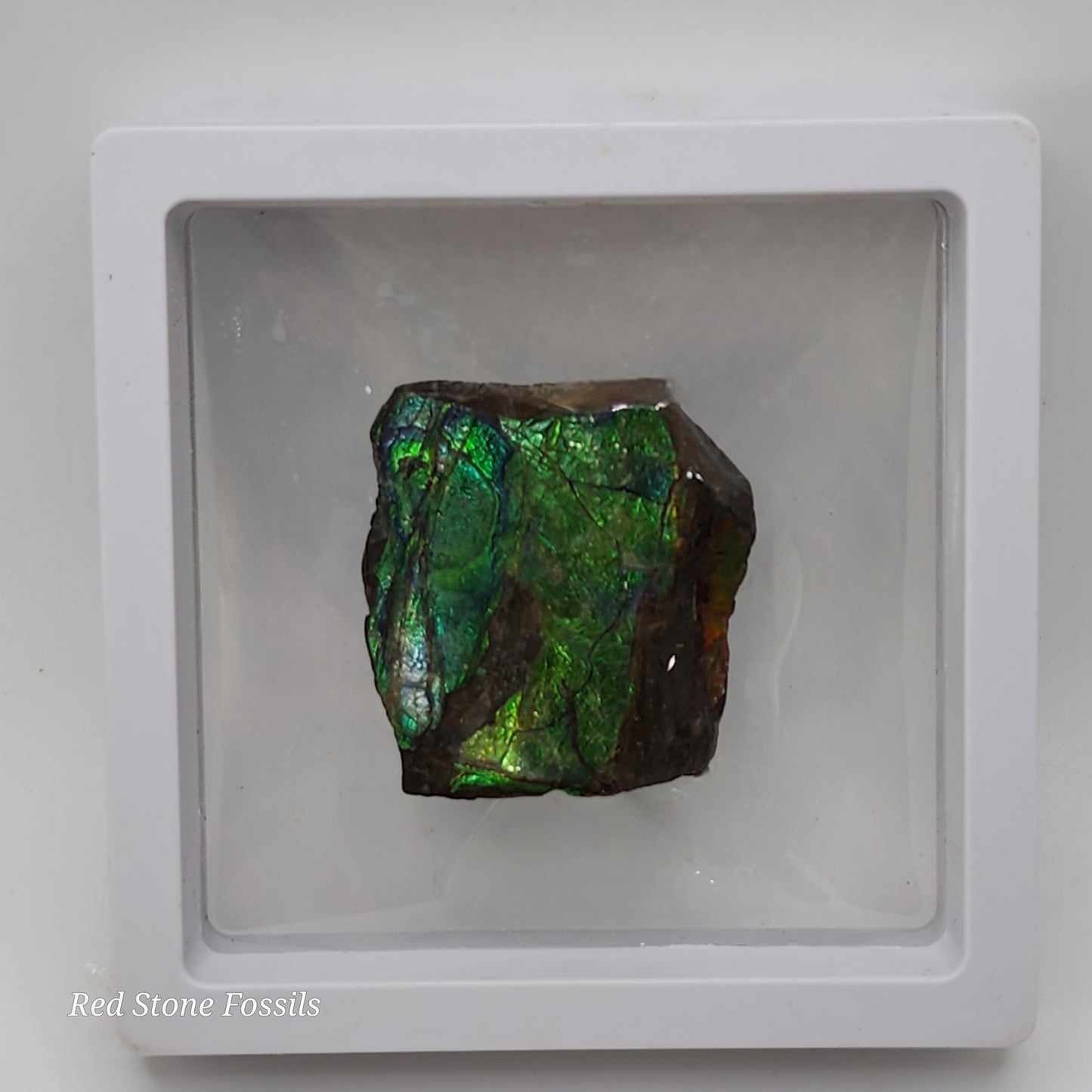 Rare Ammolite Specimen