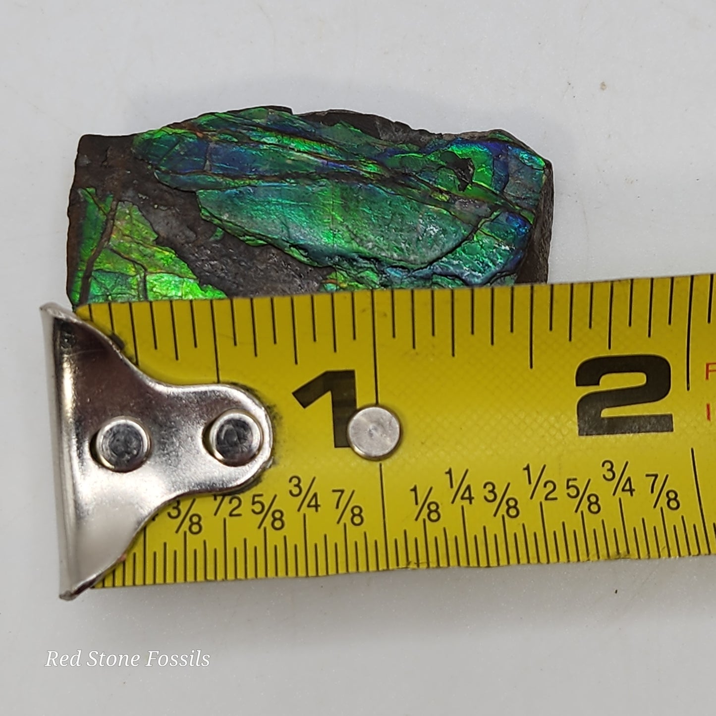 Rare Ammolite Specimen