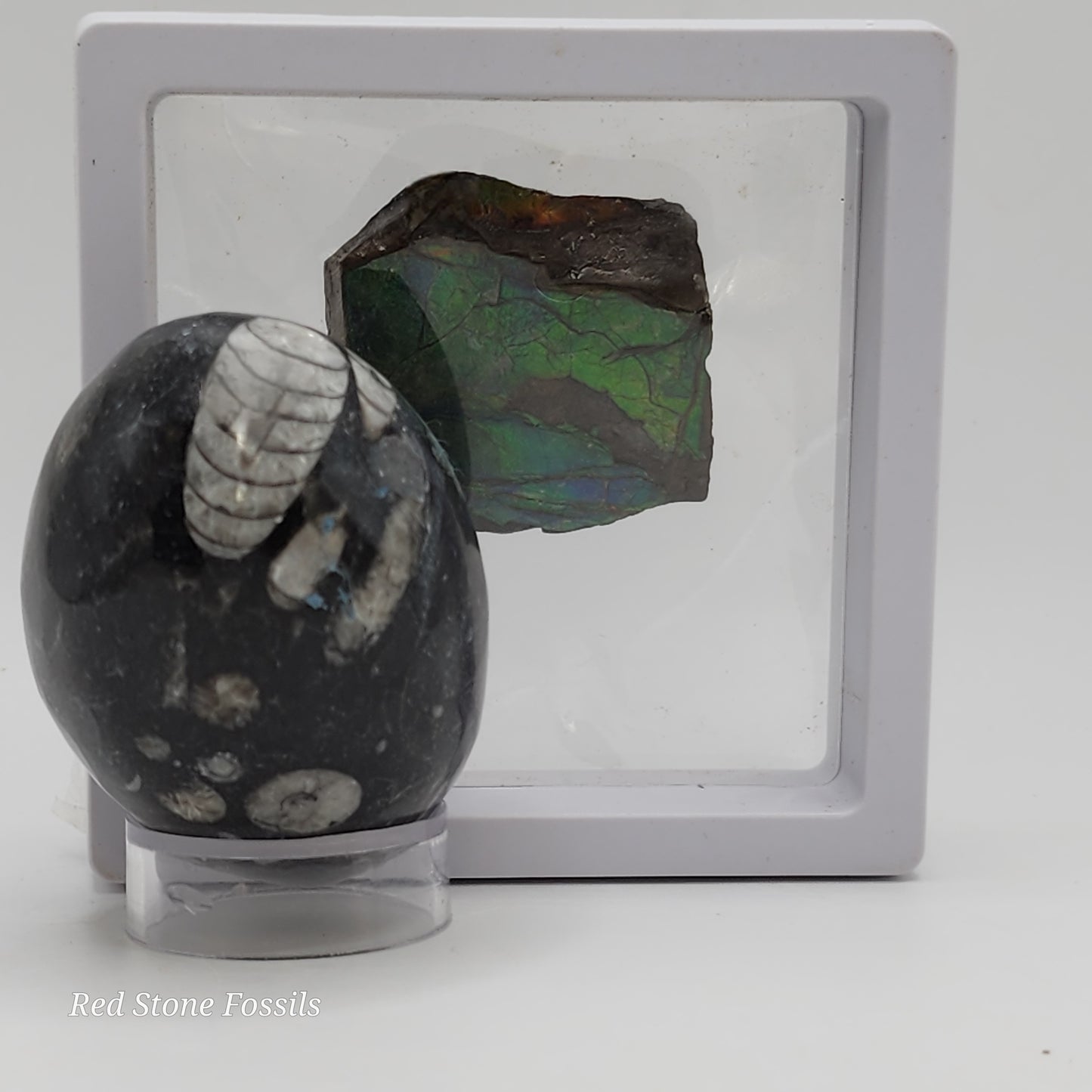 Rare Ammolite Specimen