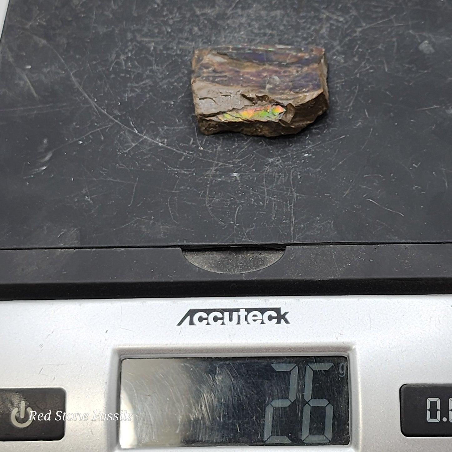 Rare Ammolite Specimen