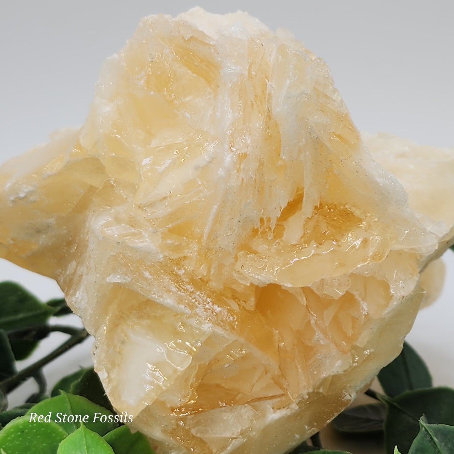 Delicate Angel Wing Calcite