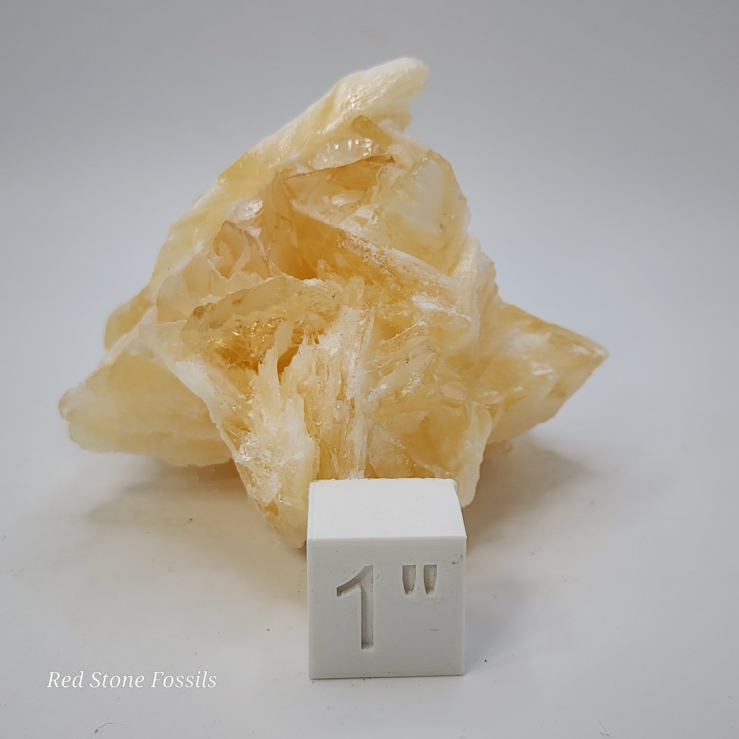 Delicate Angel Wing Calcite