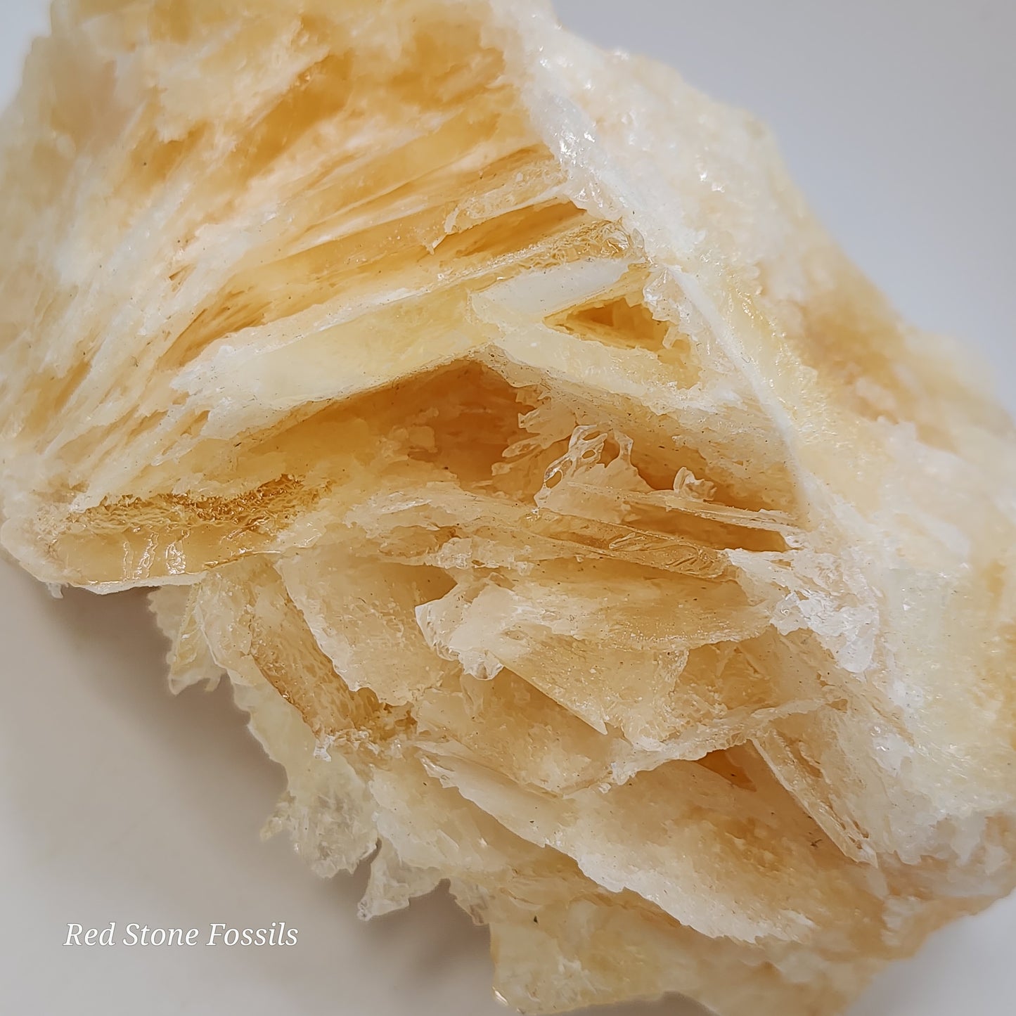 Beautiful Bladed Angel Wing Calcite