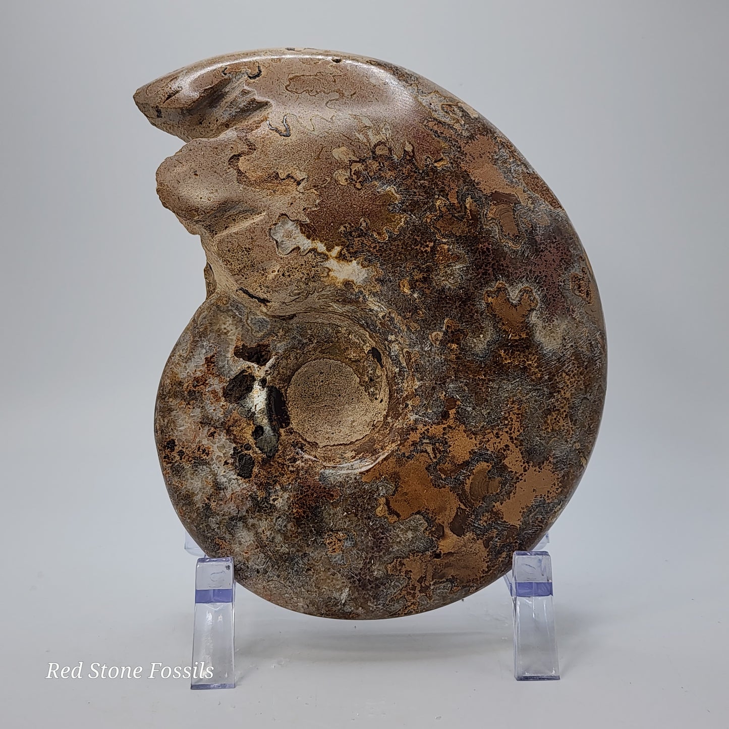 Amazing Polished Ammonite with Crystal Cavities