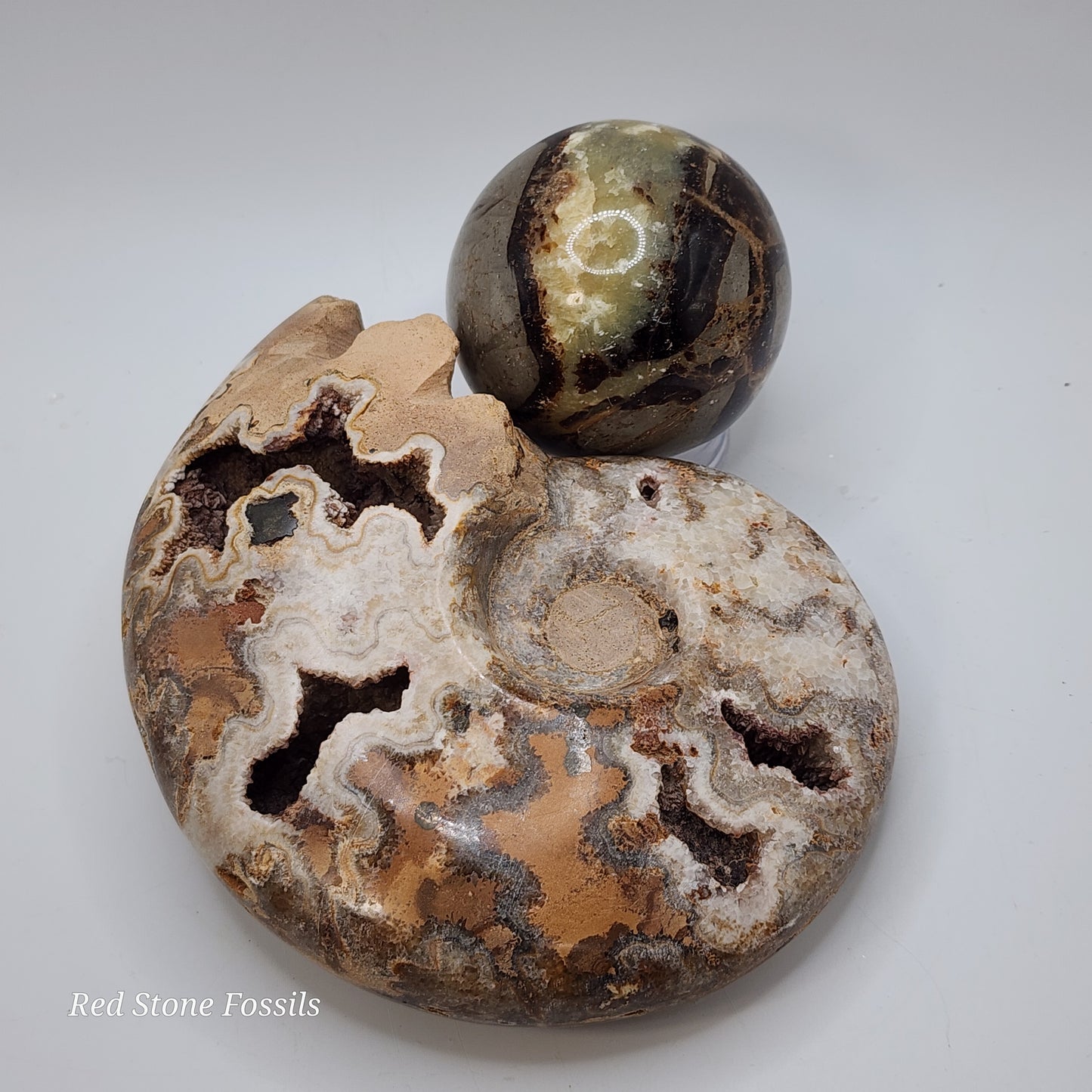 Amazing Polished Ammonite with Crystal Cavities