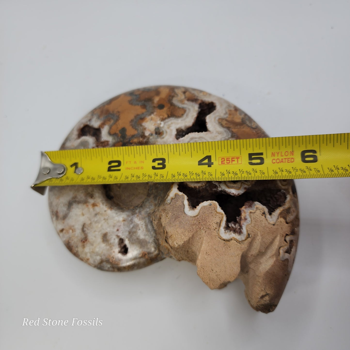 Amazing Polished Ammonite with Crystal Cavities