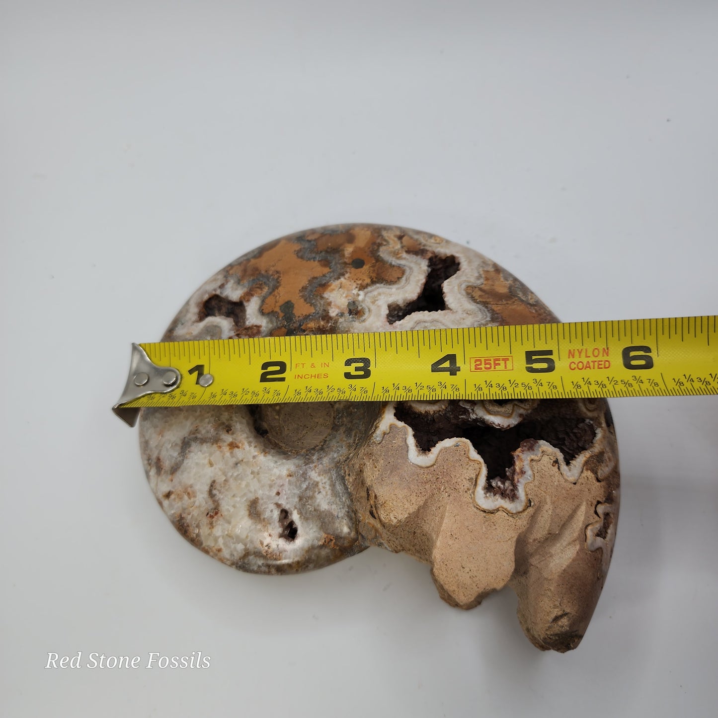 Amazing Polished Ammonite with Crystal Cavities