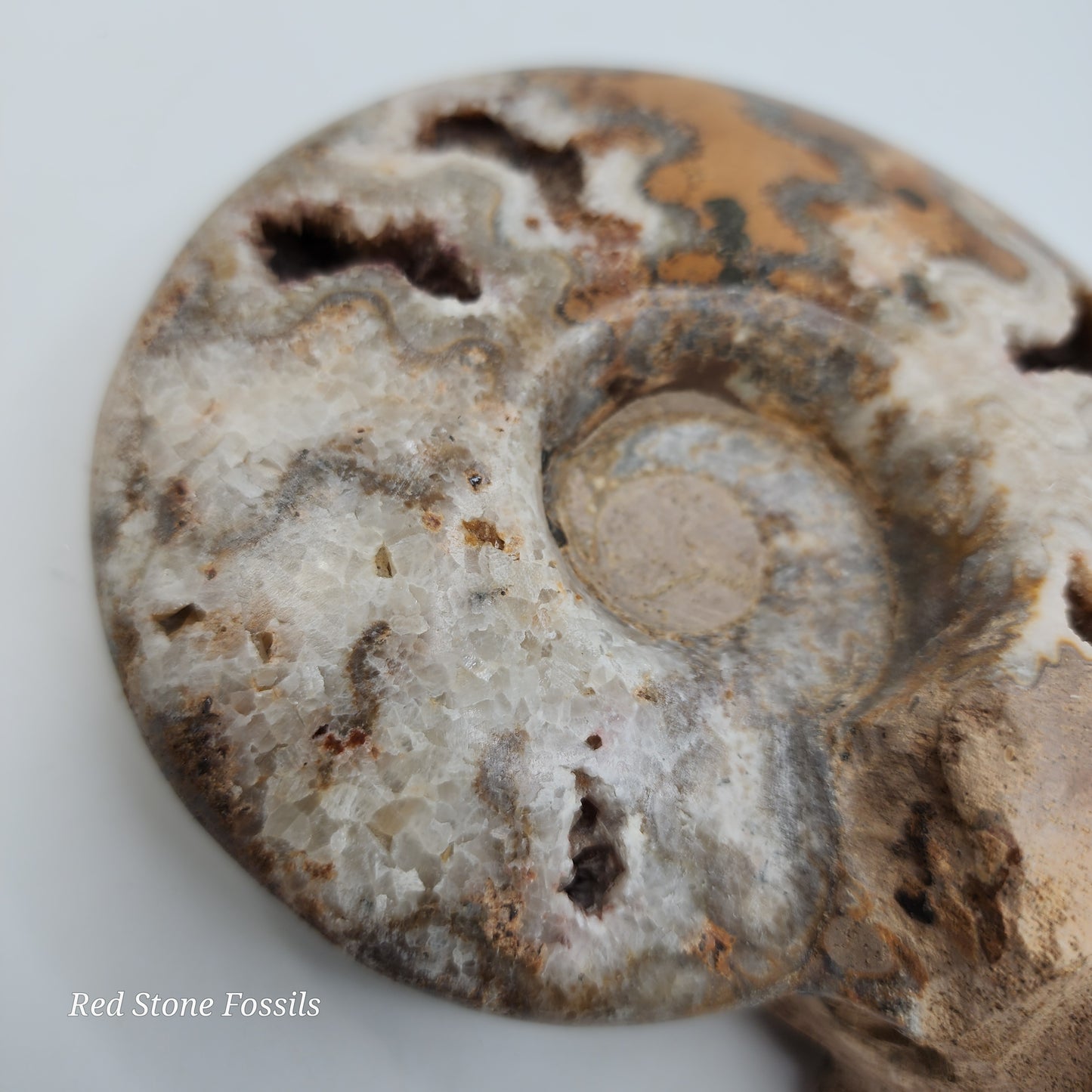 Amazing Polished Ammonite with Crystal Cavities