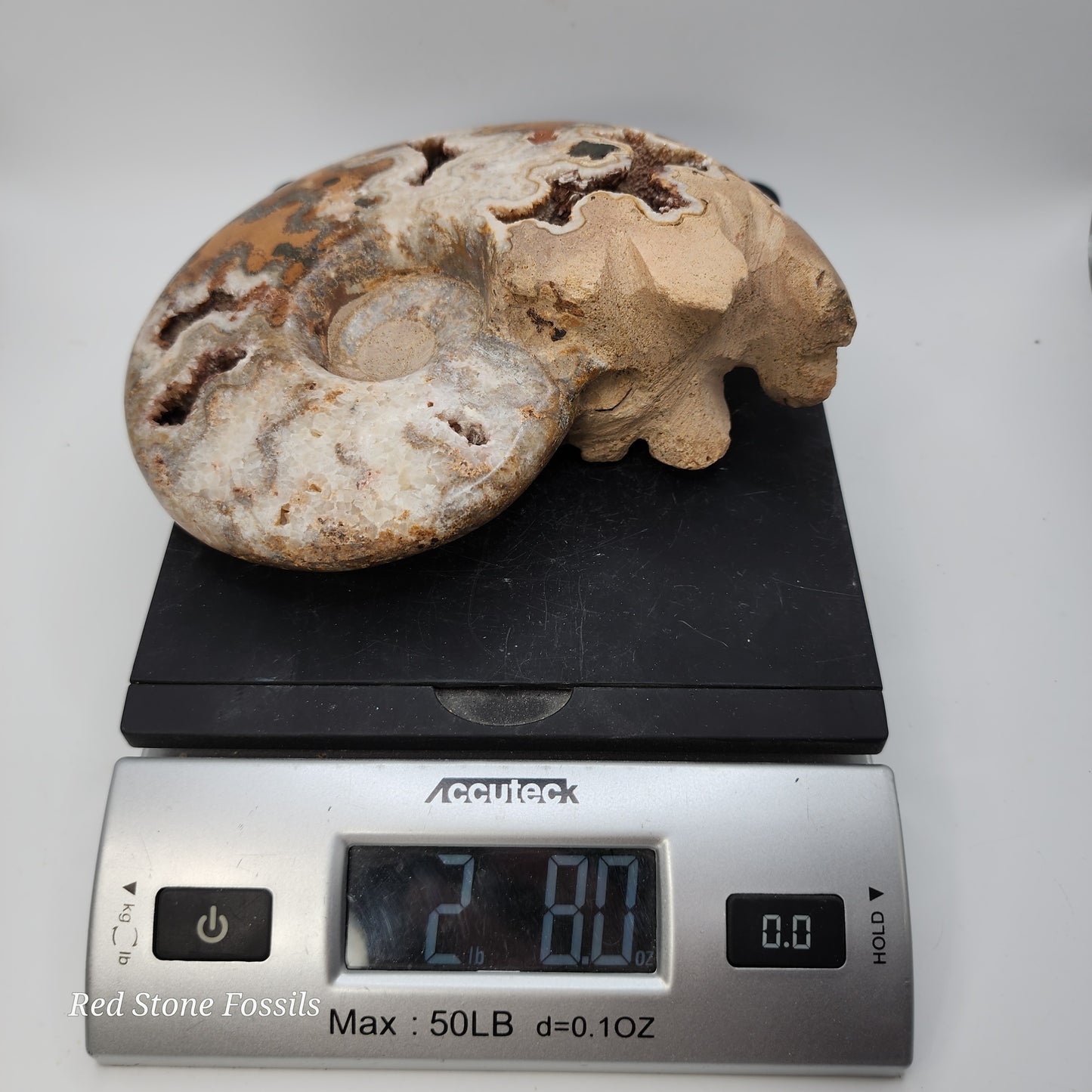 Amazing Polished Ammonite with Crystal Cavities