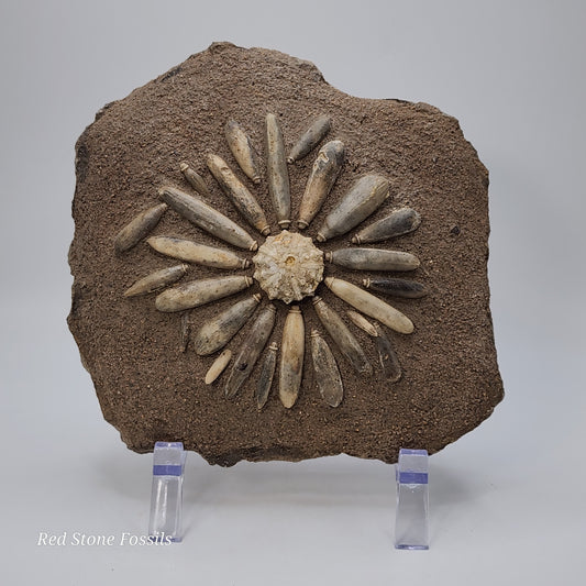 Sea Urchin from Morocco