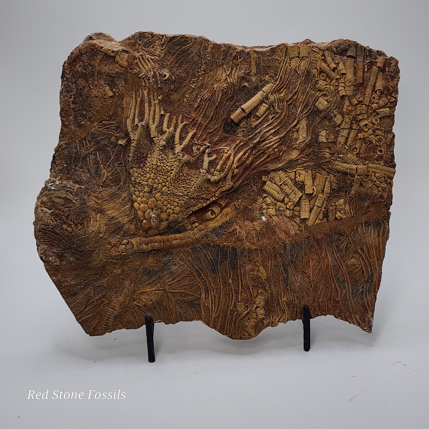 Perfect Crinoid Plate