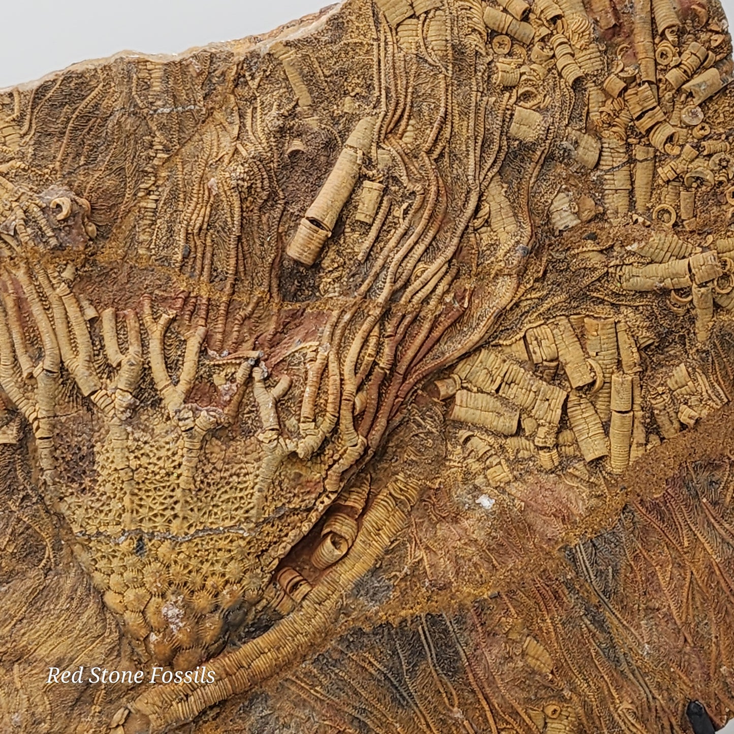 Perfect Crinoid Plate