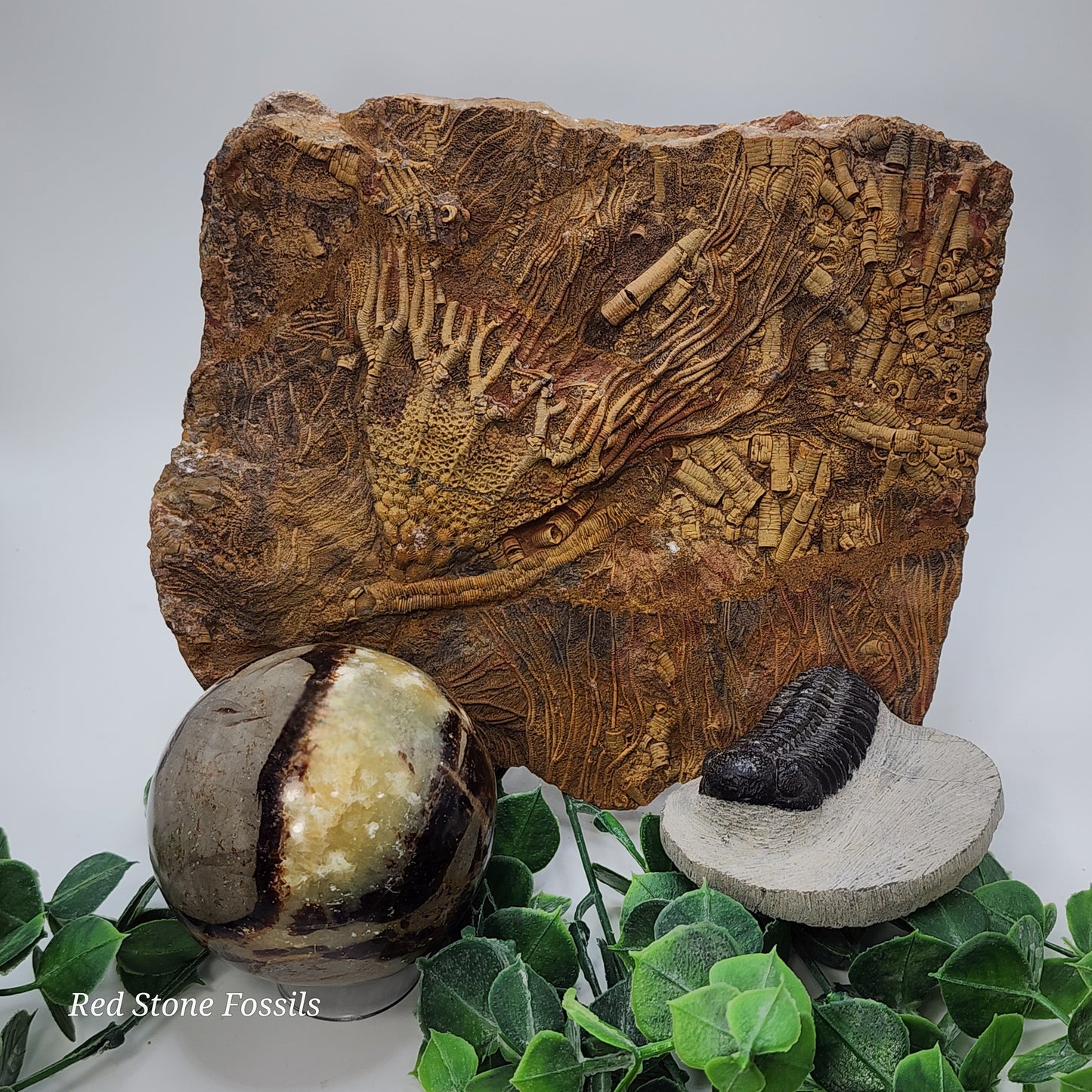 Perfect Crinoid Plate