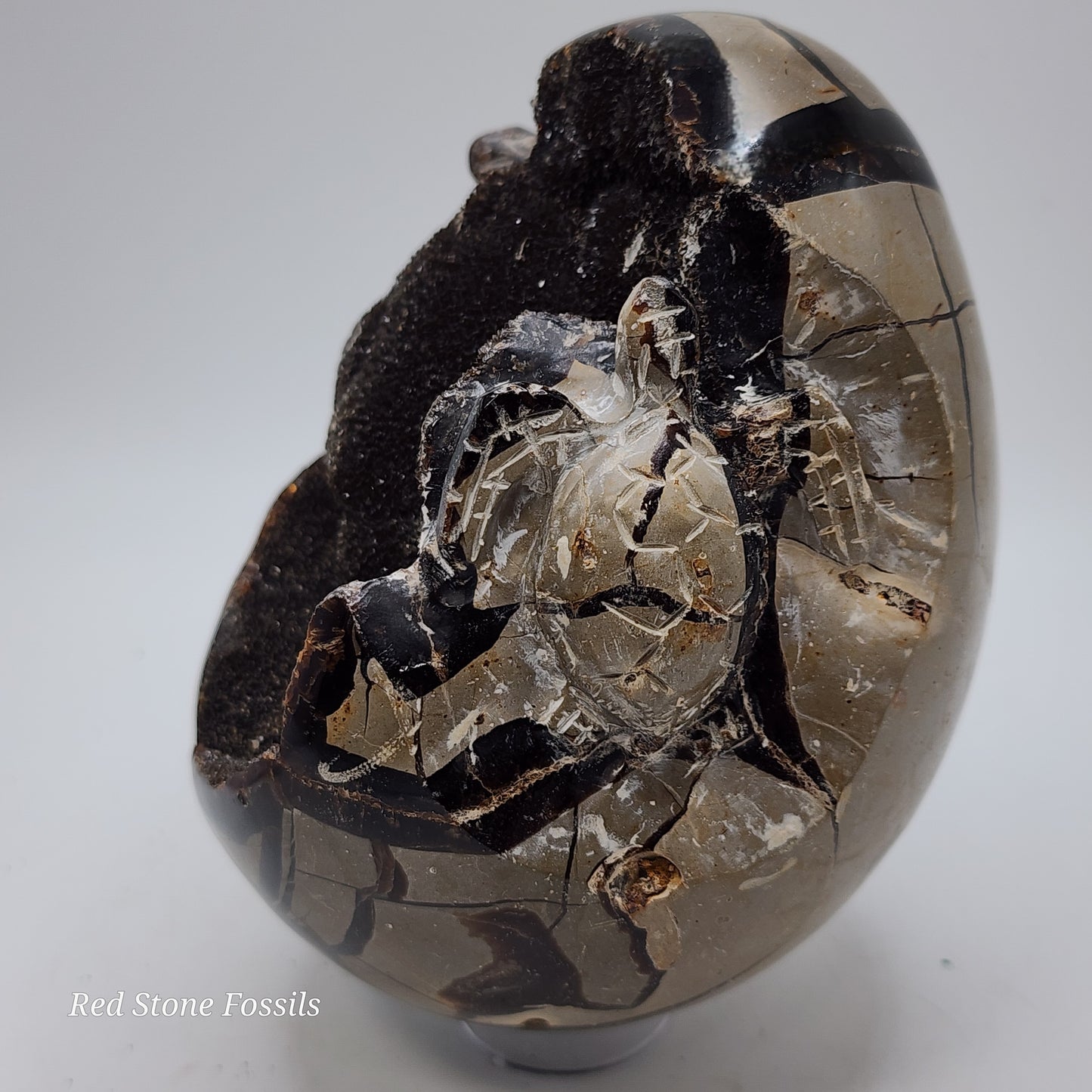 Terrific Septarian Egg with Two Hand-Carved Turtles