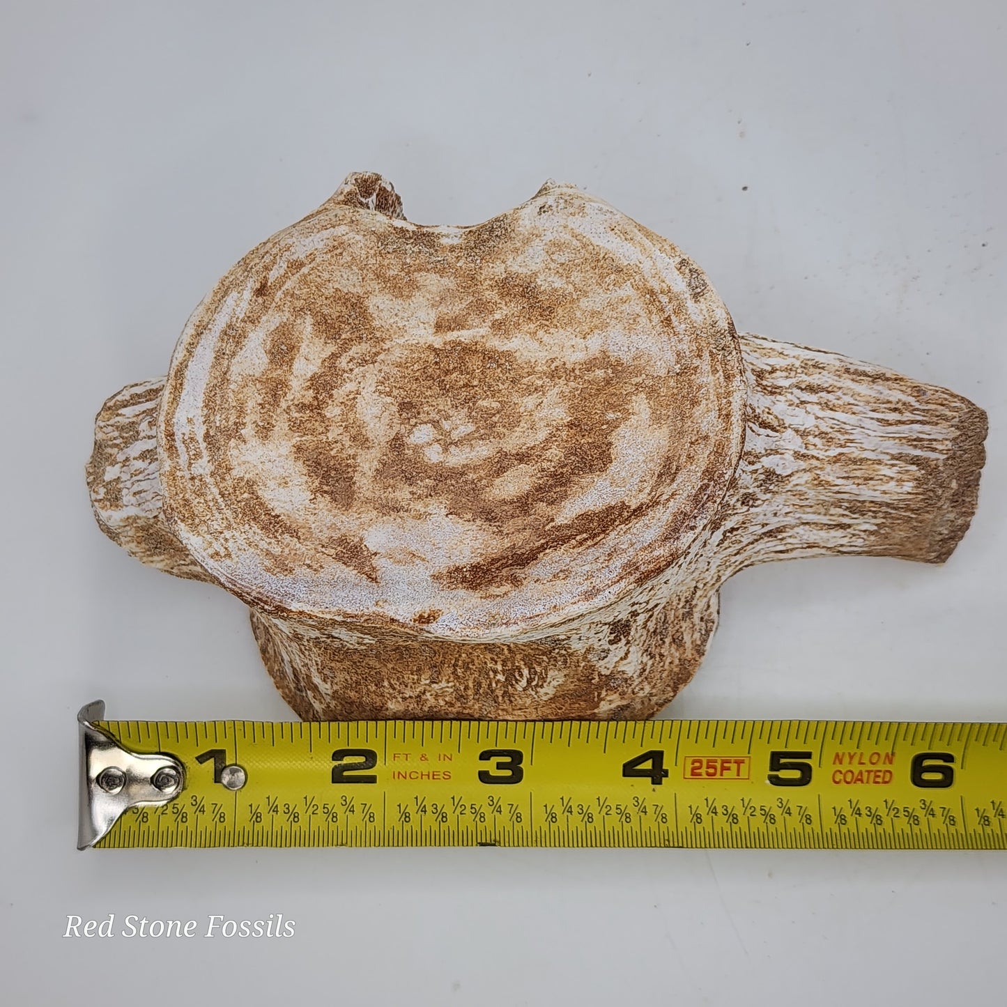 Gorgeous Whale Vertebrae