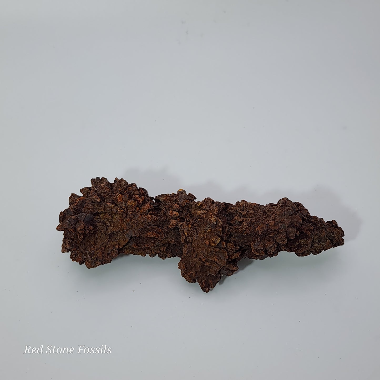 "Spiked" Coprolite