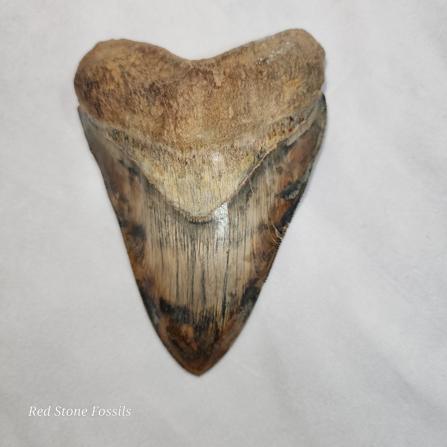 Gorgeous Megalodon Tooth