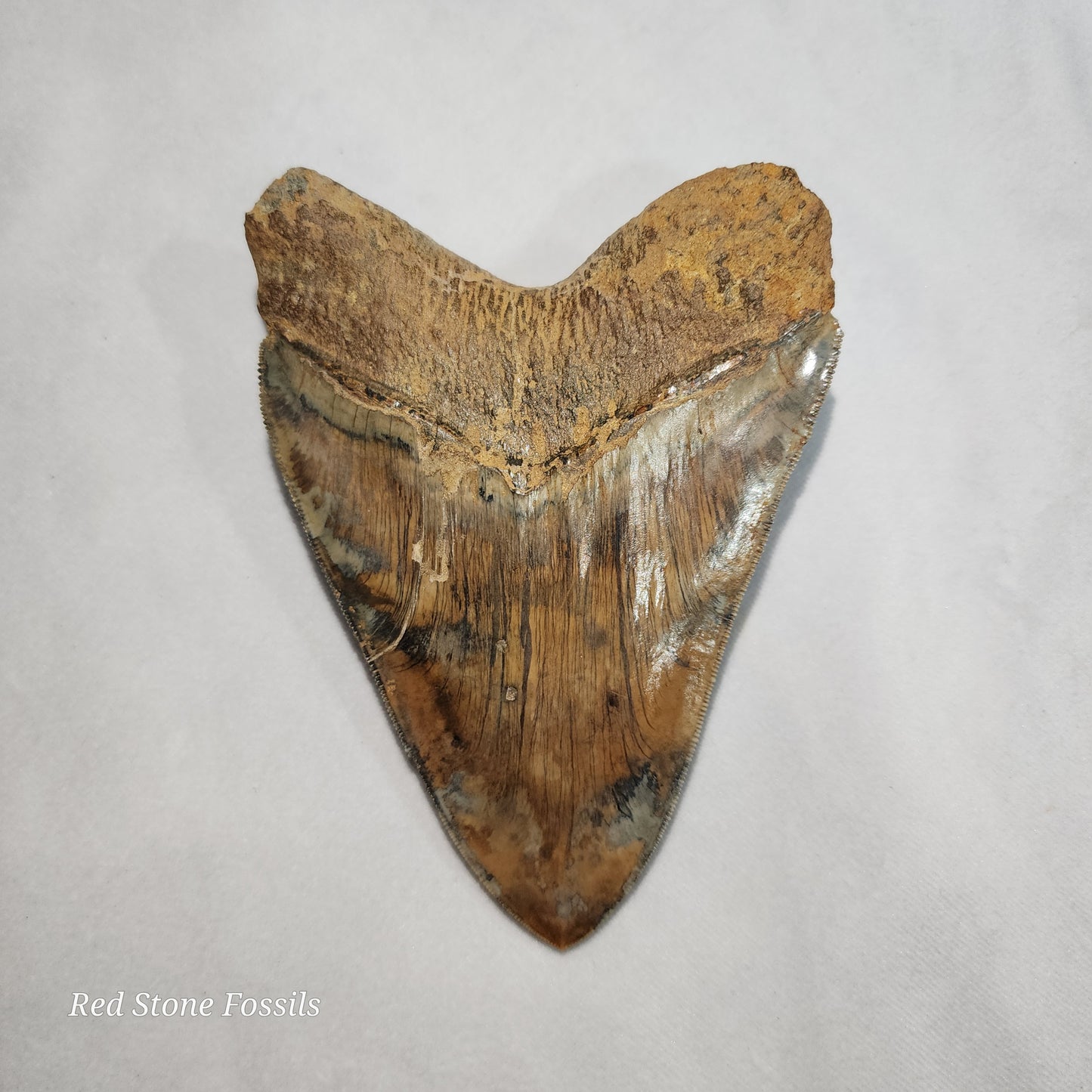 Gorgeous Megalodon Tooth