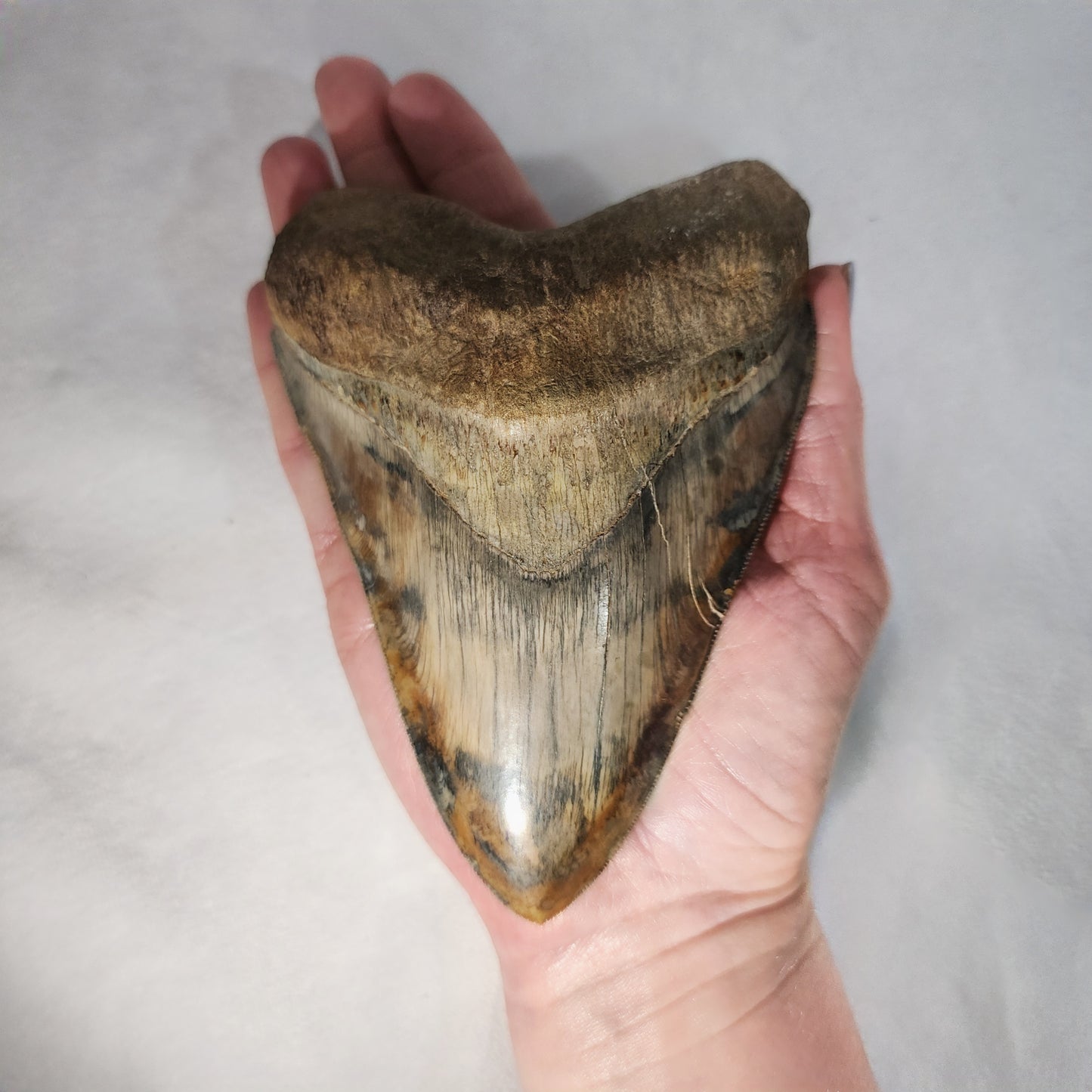 Gorgeous Megalodon Tooth