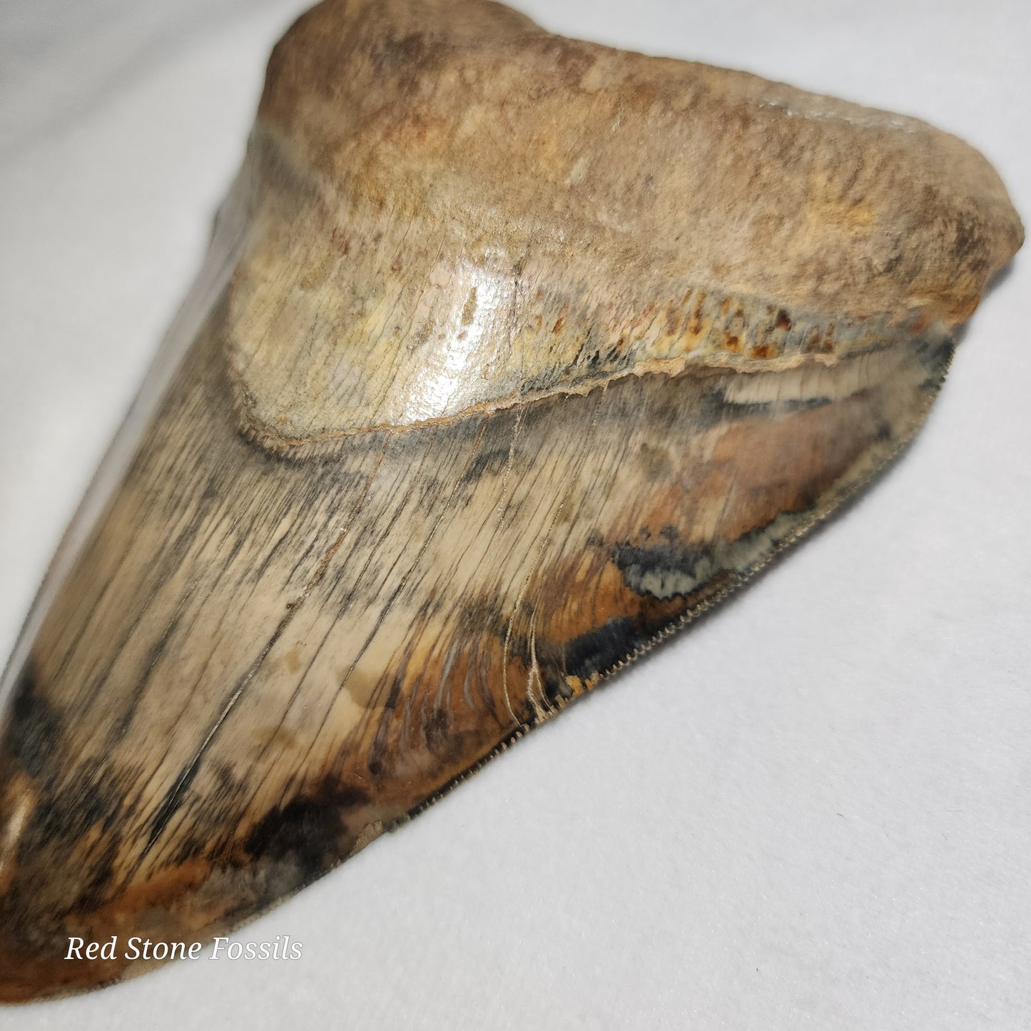 Gorgeous Megalodon Tooth