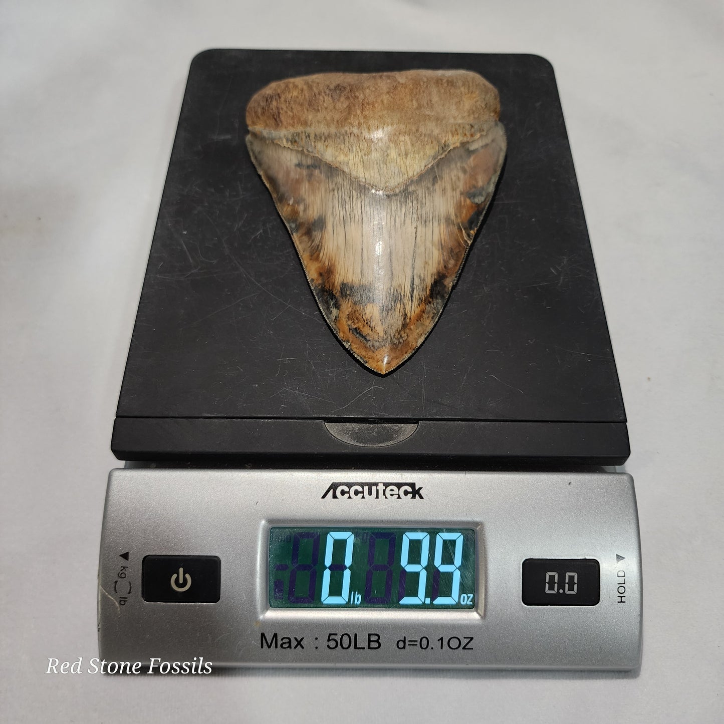 Gorgeous Megalodon Tooth