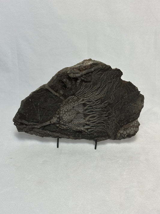 Stupendous Single Crinoid Plate