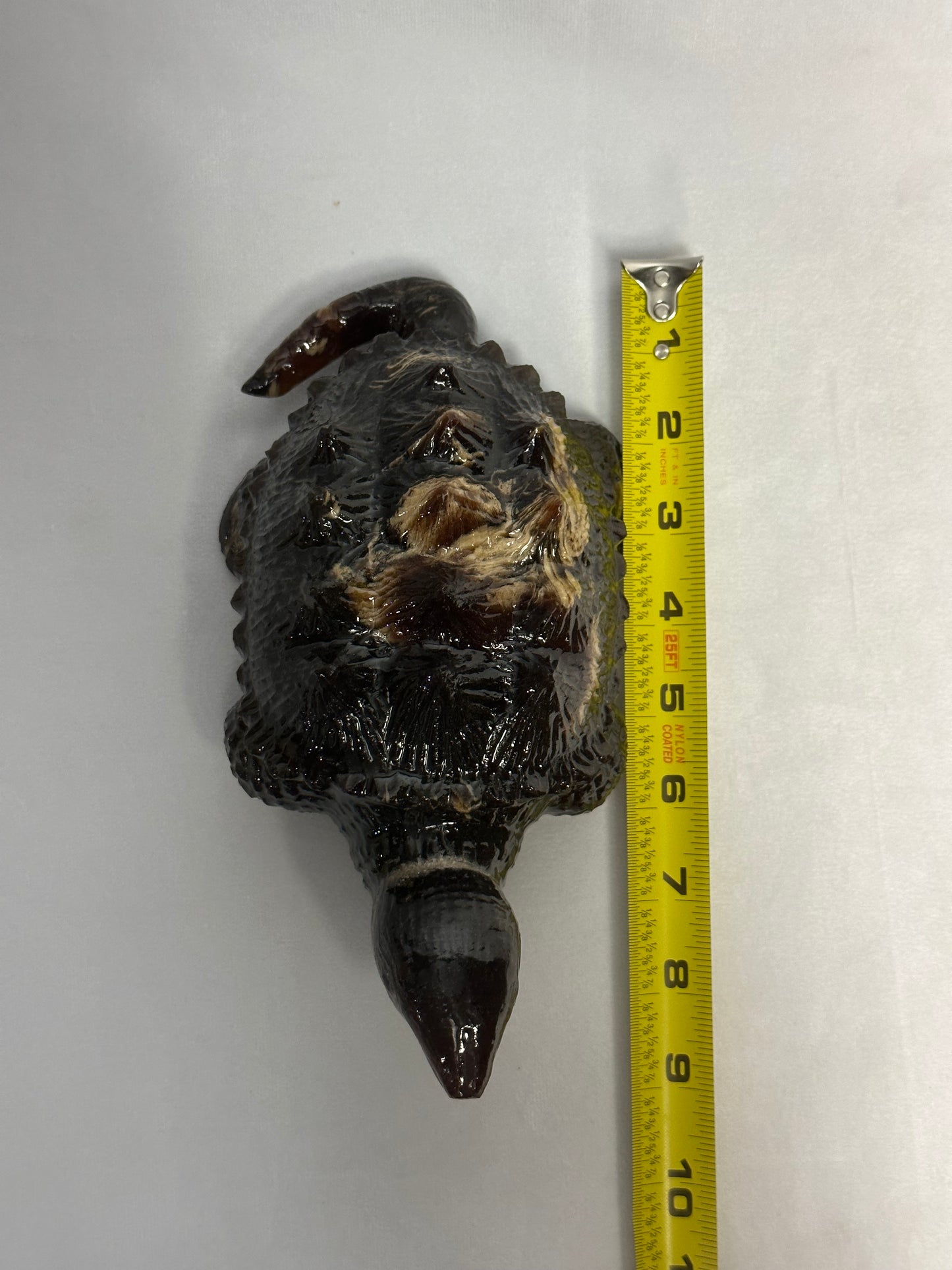 Large Amber Snapping Turtle