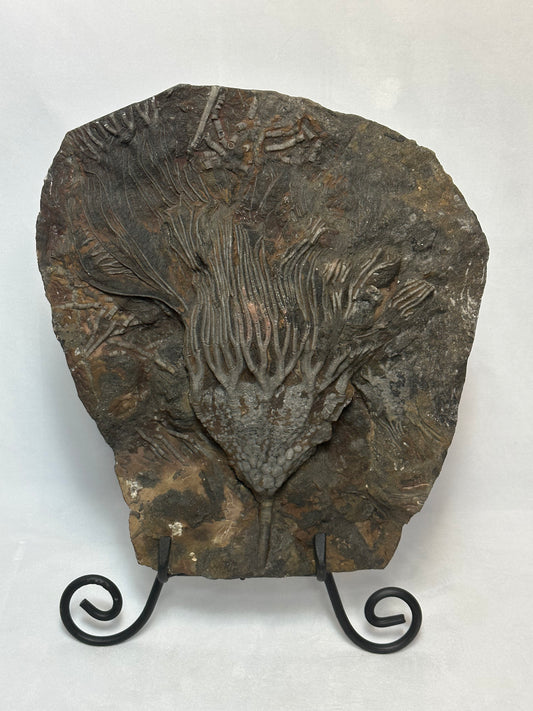 Astonishing Crinoid Plate