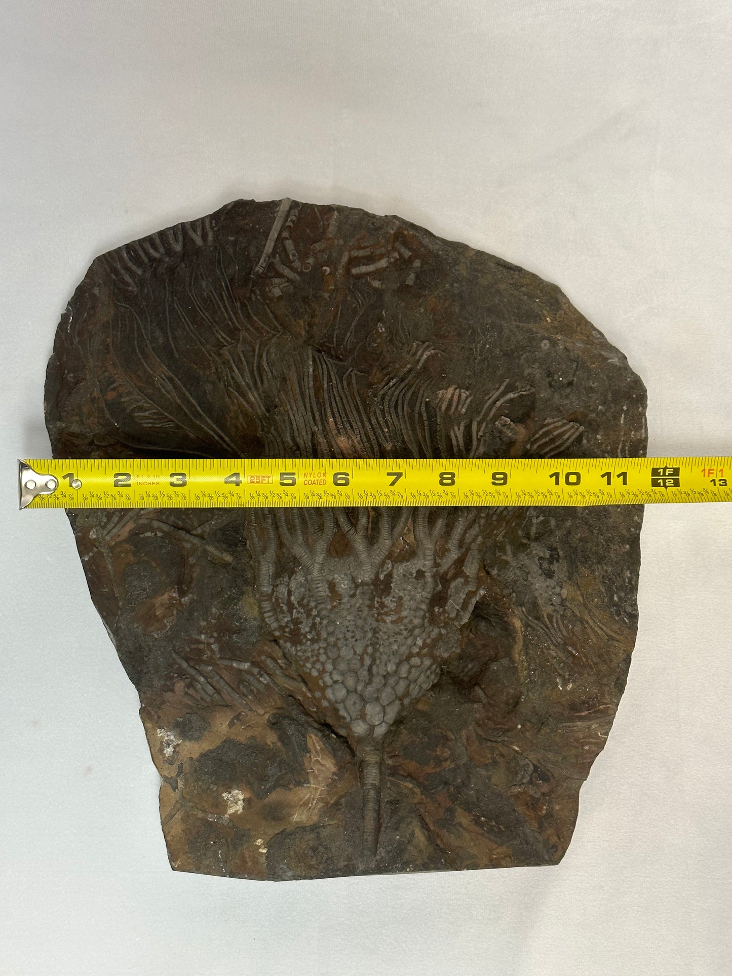 Astonishing Crinoid Plate