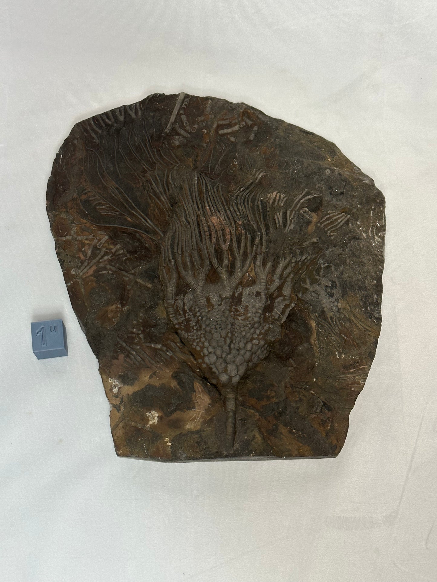 Astonishing Crinoid Plate