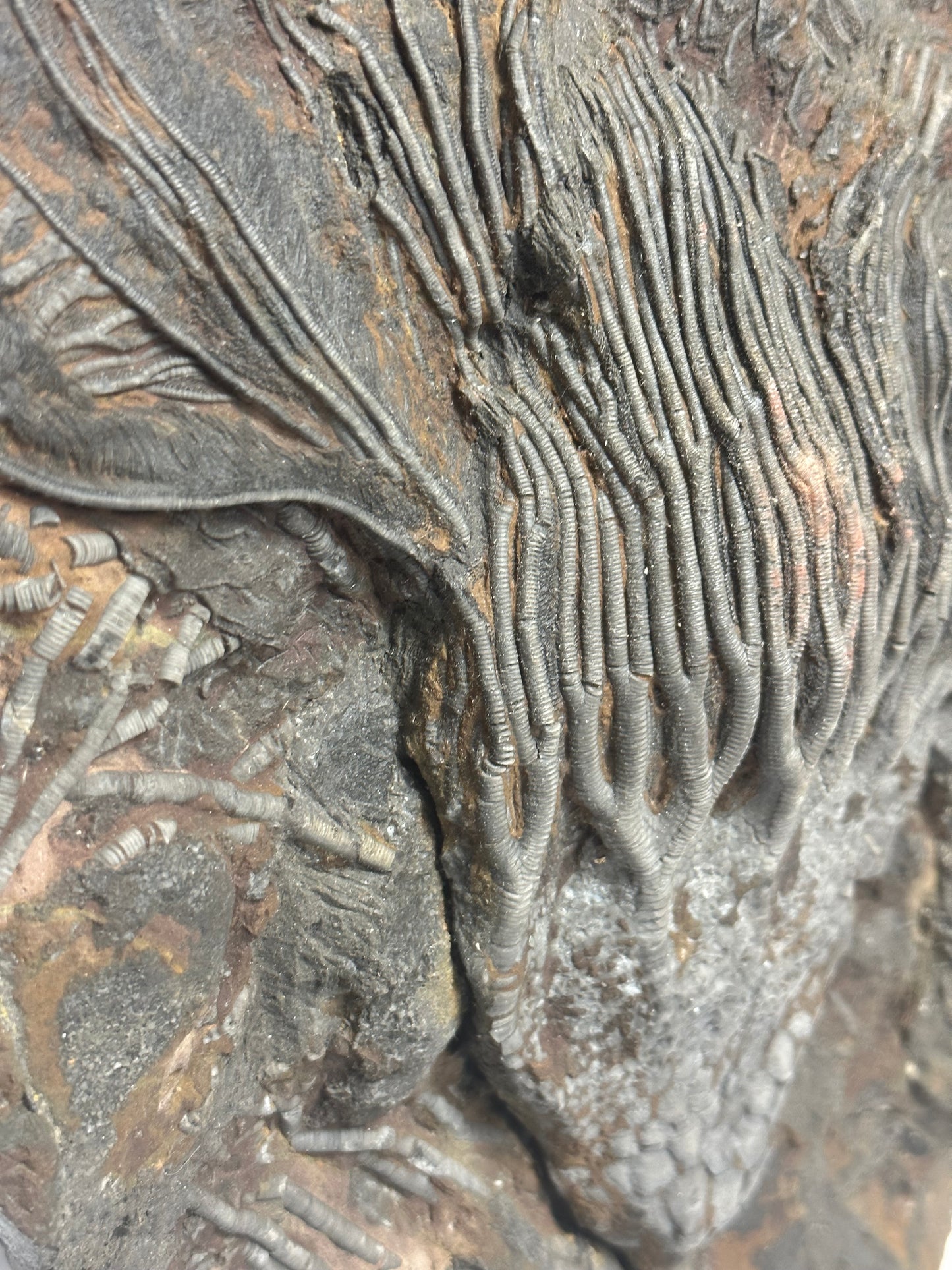 Astonishing Crinoid Plate