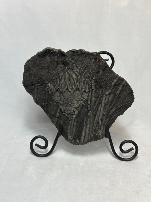 Crinoid Plate 10"