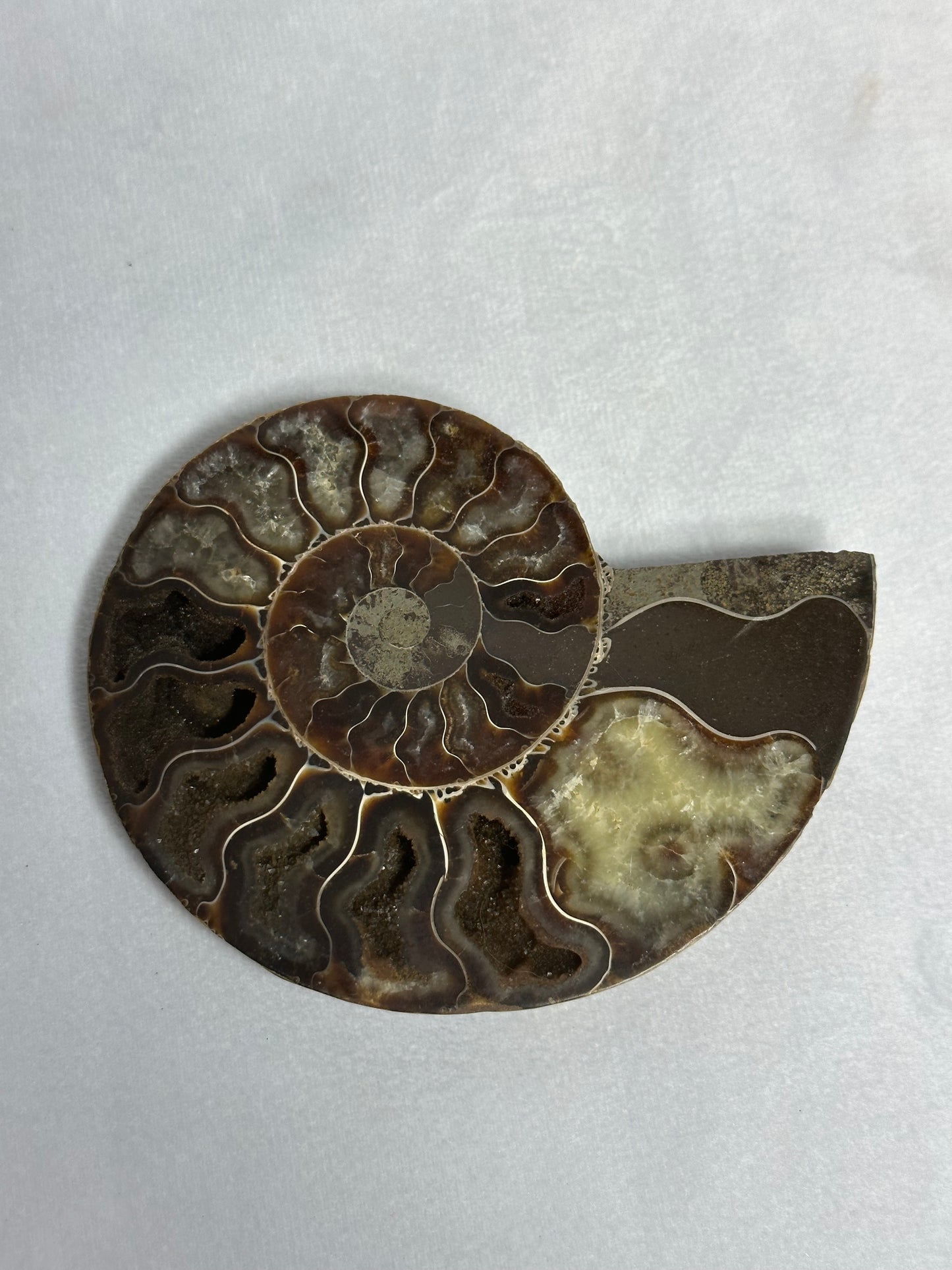 Beautiful Split Polished Ammonite