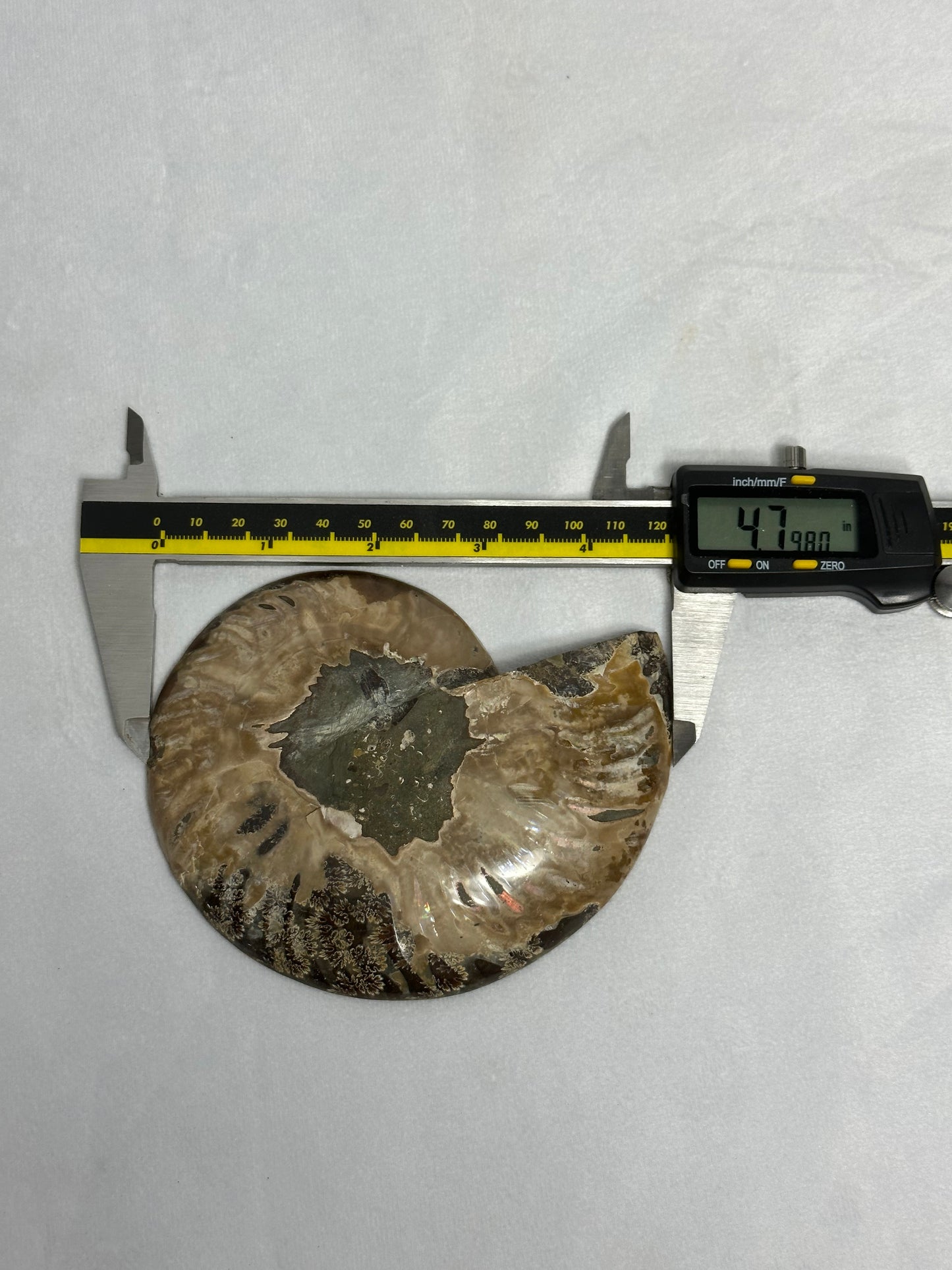 Lovely Split Polished Ammonite