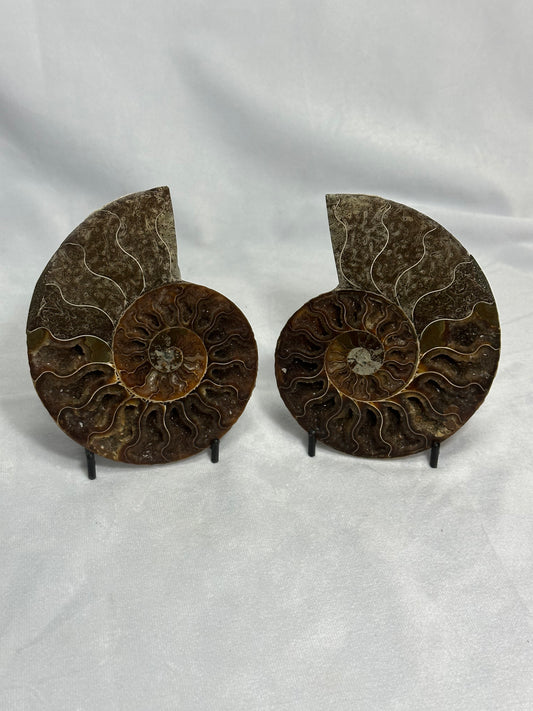 Dark Split Polished Ammonite