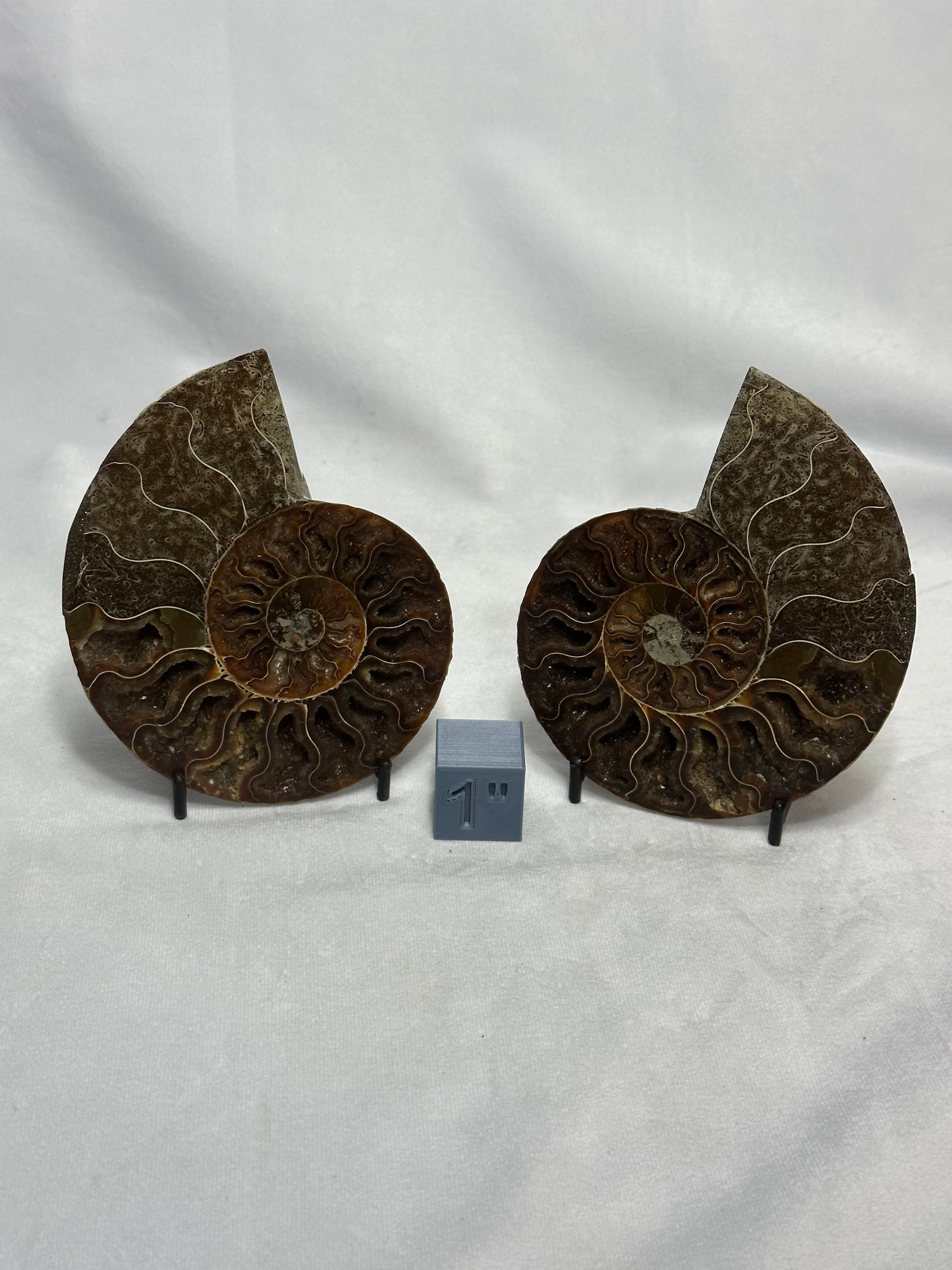 Dark Split Polished Ammonite