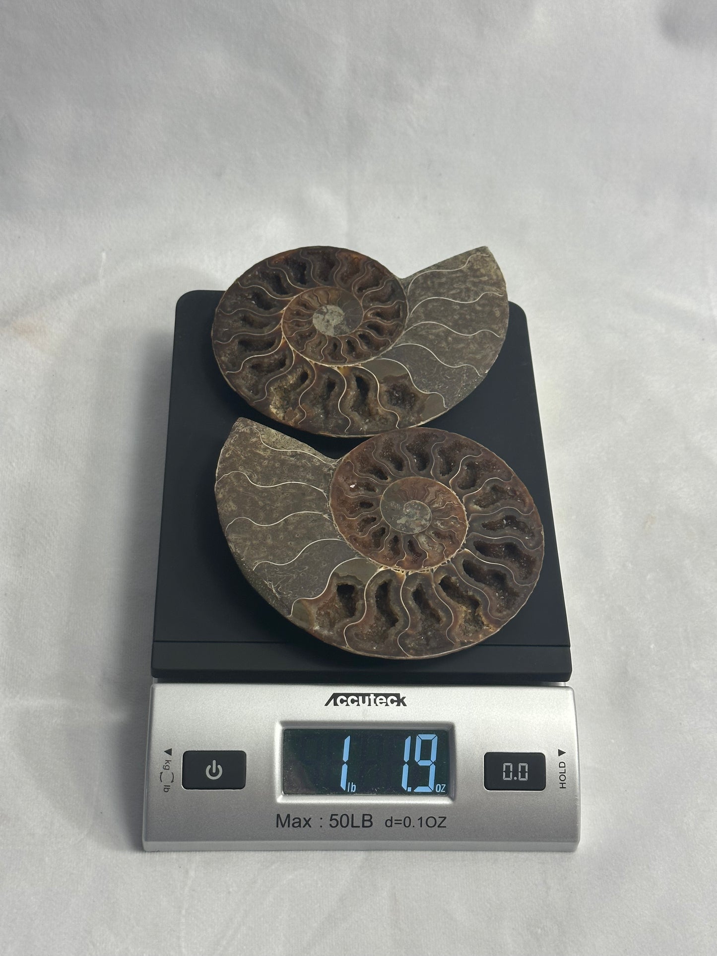 Dark Split Polished Ammonite