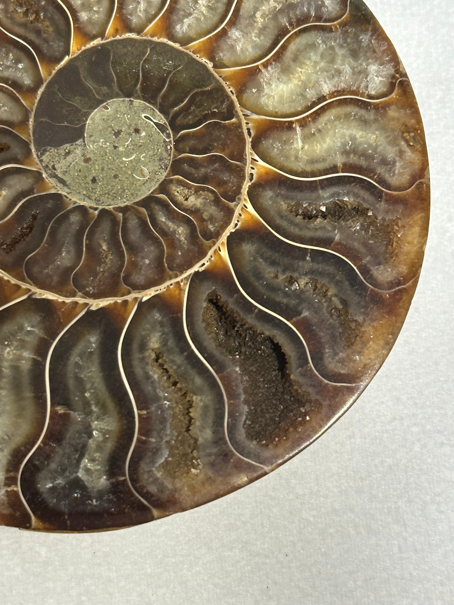 Lovely Split Polished Ammonite
