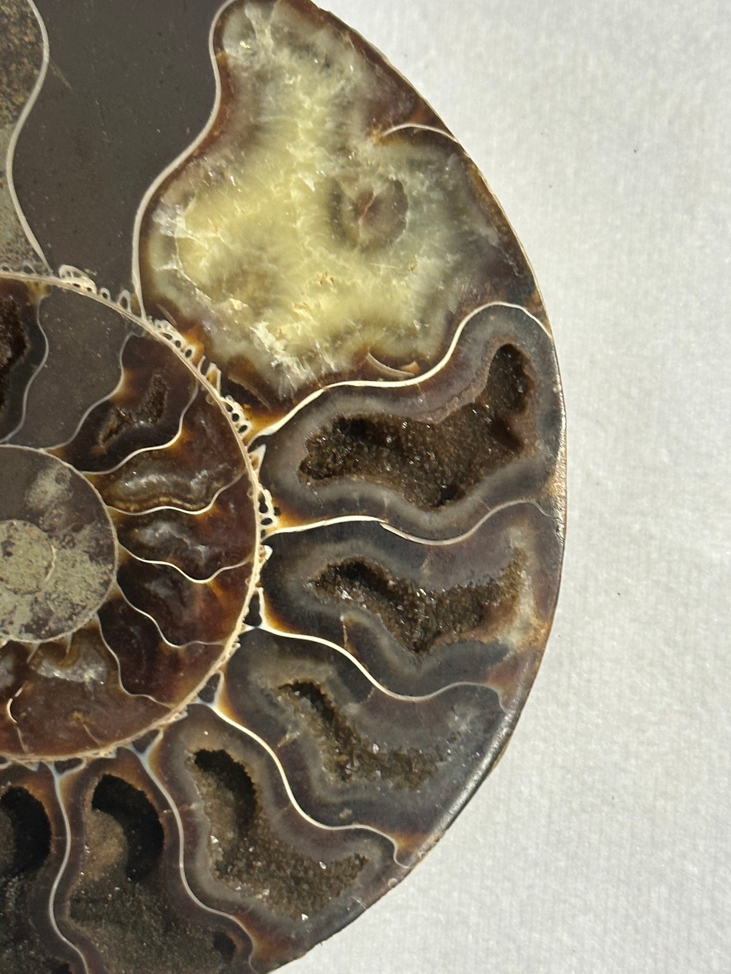 Beautiful Split Polished Ammonite