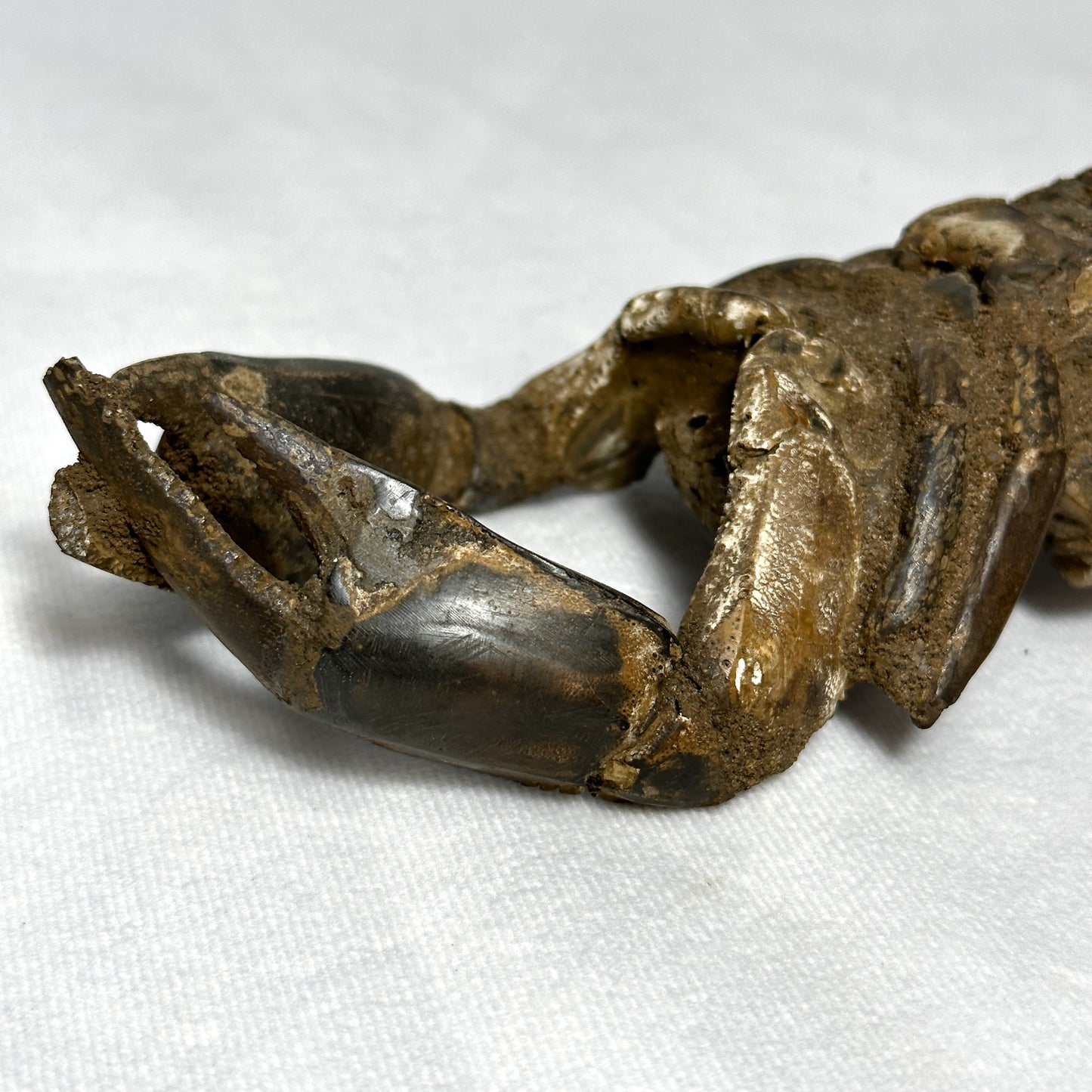 Authentic Indonesian Fossilized Lobster