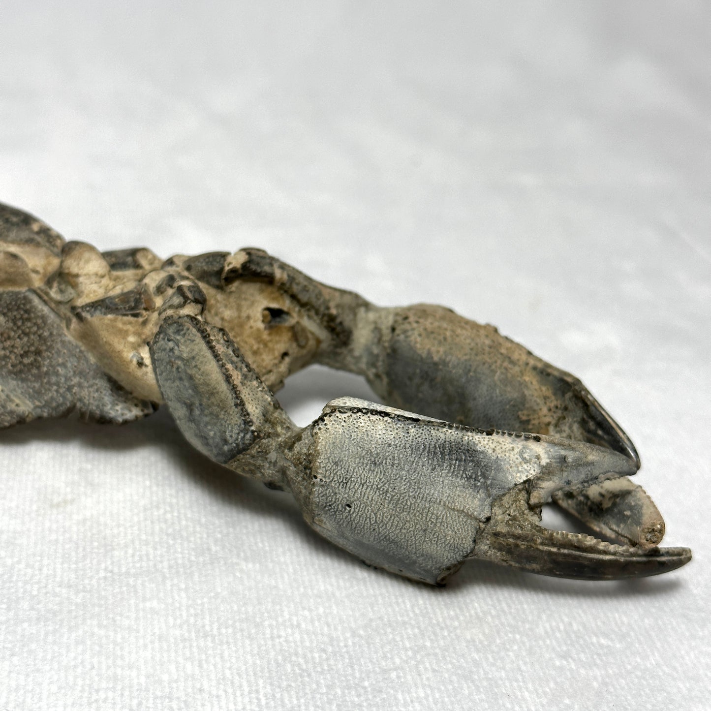 Genuine Indonesian Fossilized Lobster