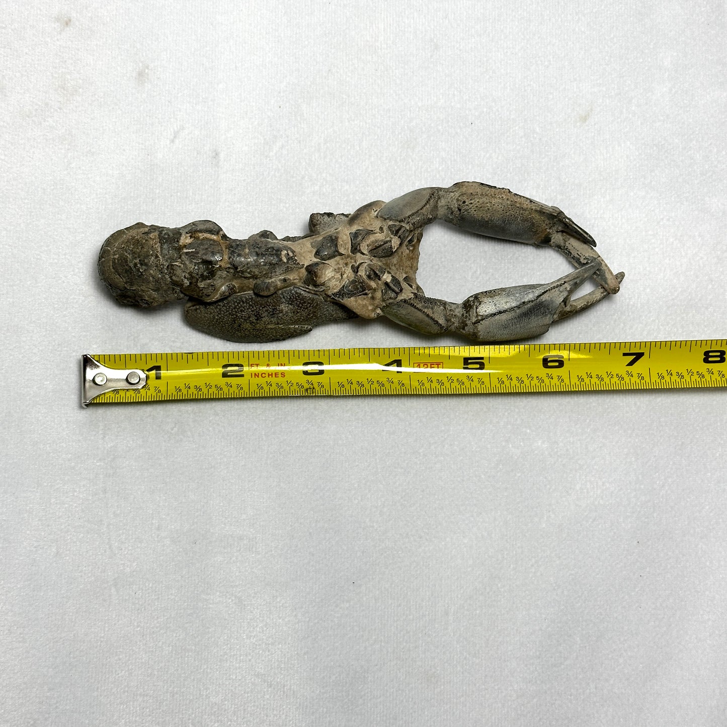 Genuine Indonesian Fossilized Lobster