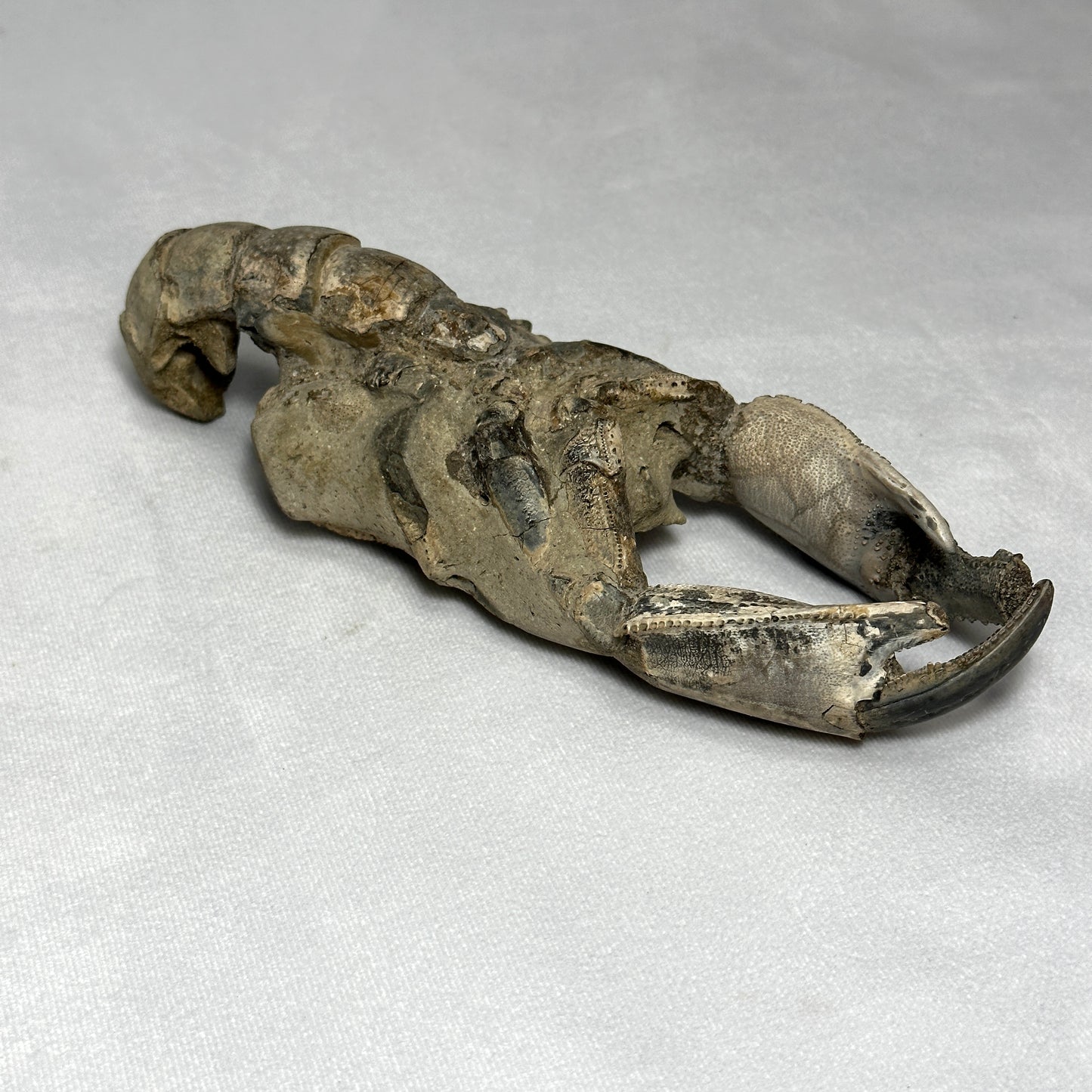 Lovely Indonesian Fossilized Lobster